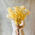اکالیپتوس برگ قاشقی کرم