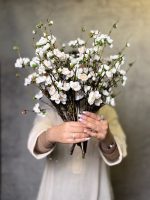 شکوفه ژاپنی کوتاه