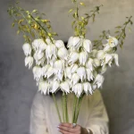 یوکا گلوریانس