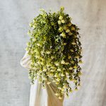 بوته رازک ایرلندی
