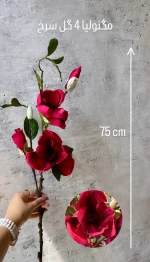 مگنولیا ۴ گل لیلی فلورا