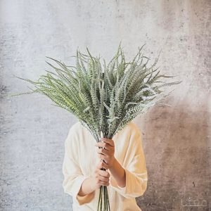 بوته آراکس