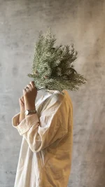 بوته کاج میوه دار