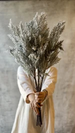 شاخه صدر هیمالیا