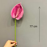 آنتوریوم - Image 2
