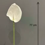 آنتوریوم