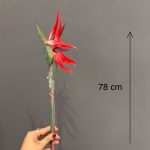 استرلیتزیا ( پرنده بهشتی ) - Image 7