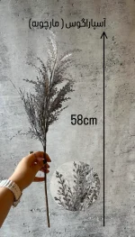 آسپاراگوس ( مارچوبه )